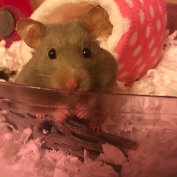 MEET YOUR POSH AMBASSADOR, LISA! 😍 - Picture 1 of 1